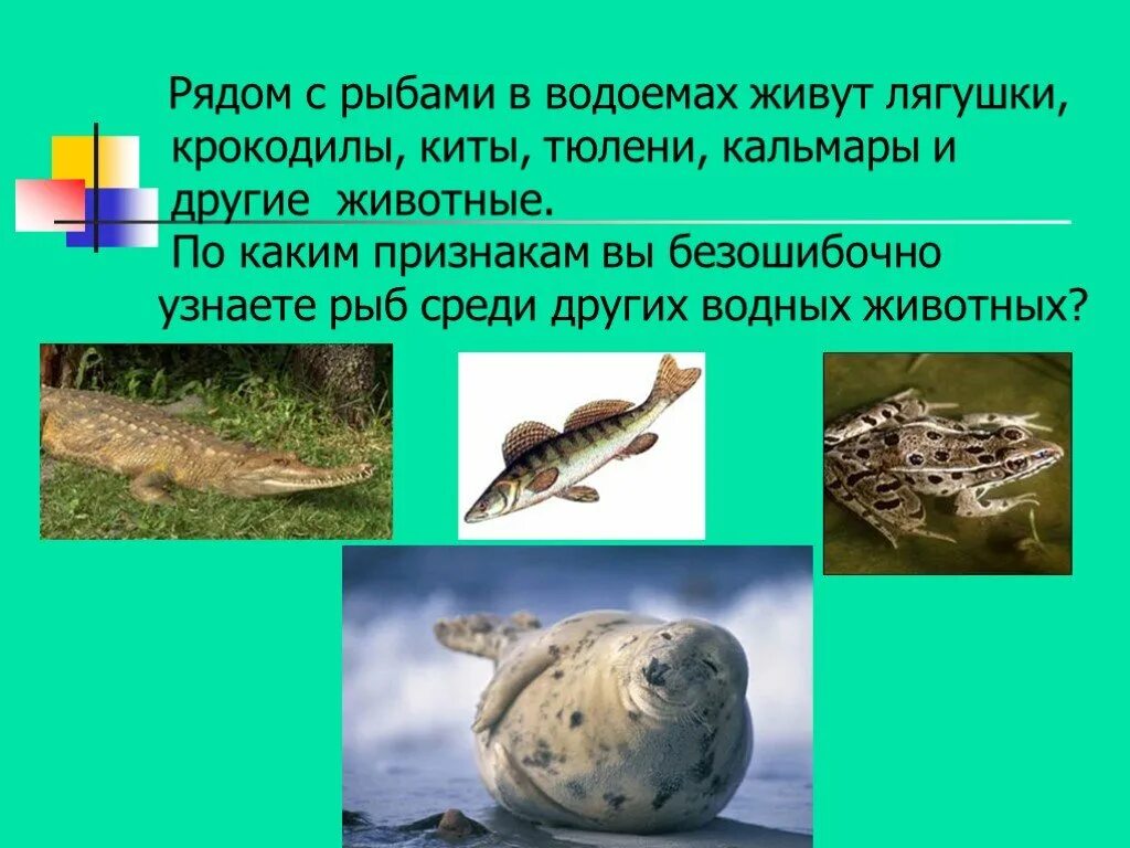 На дне водоема обитает. Среда обитания рыб. Какие рыбы живут в пруду. Животные водной среды. Особенности строения рыб в связи со средой обитания.