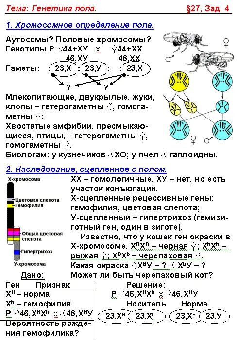 Пол у птиц хромосомы. Признаки сцепленные с полом таблица. Наследование сцепленных признаков у дрозофилы. Наследование признаков сцепленных с полом у дрозофилы. Наследование сцепленное\с полом у мушки дрозофилы.