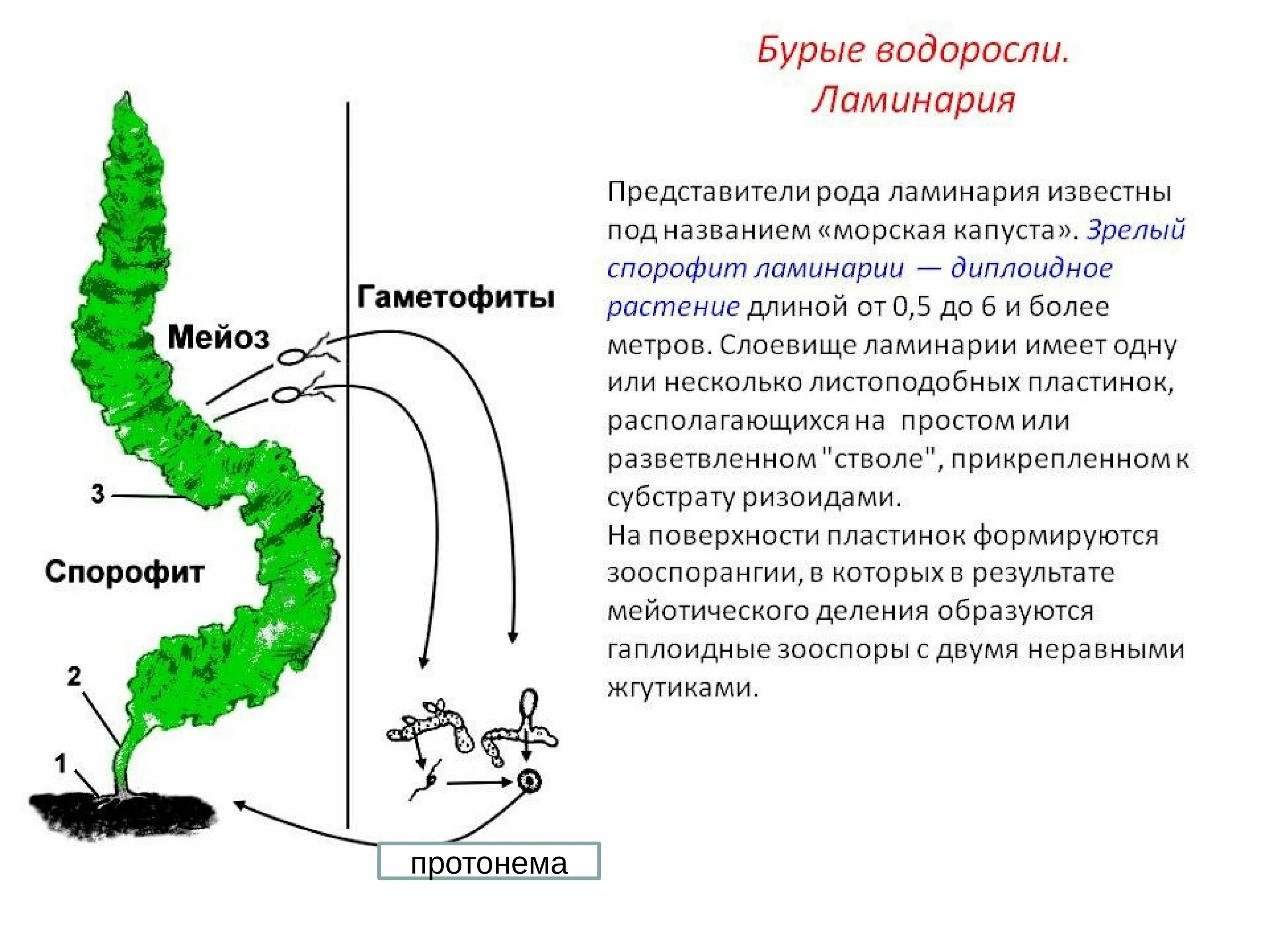 4 класса водорослей. Схема спорофита ламинария. Строение водоросли ламинарии. Водоросли рода ламинария характеристика. Бурые водоросли ламинария.