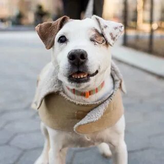 Dog jack
