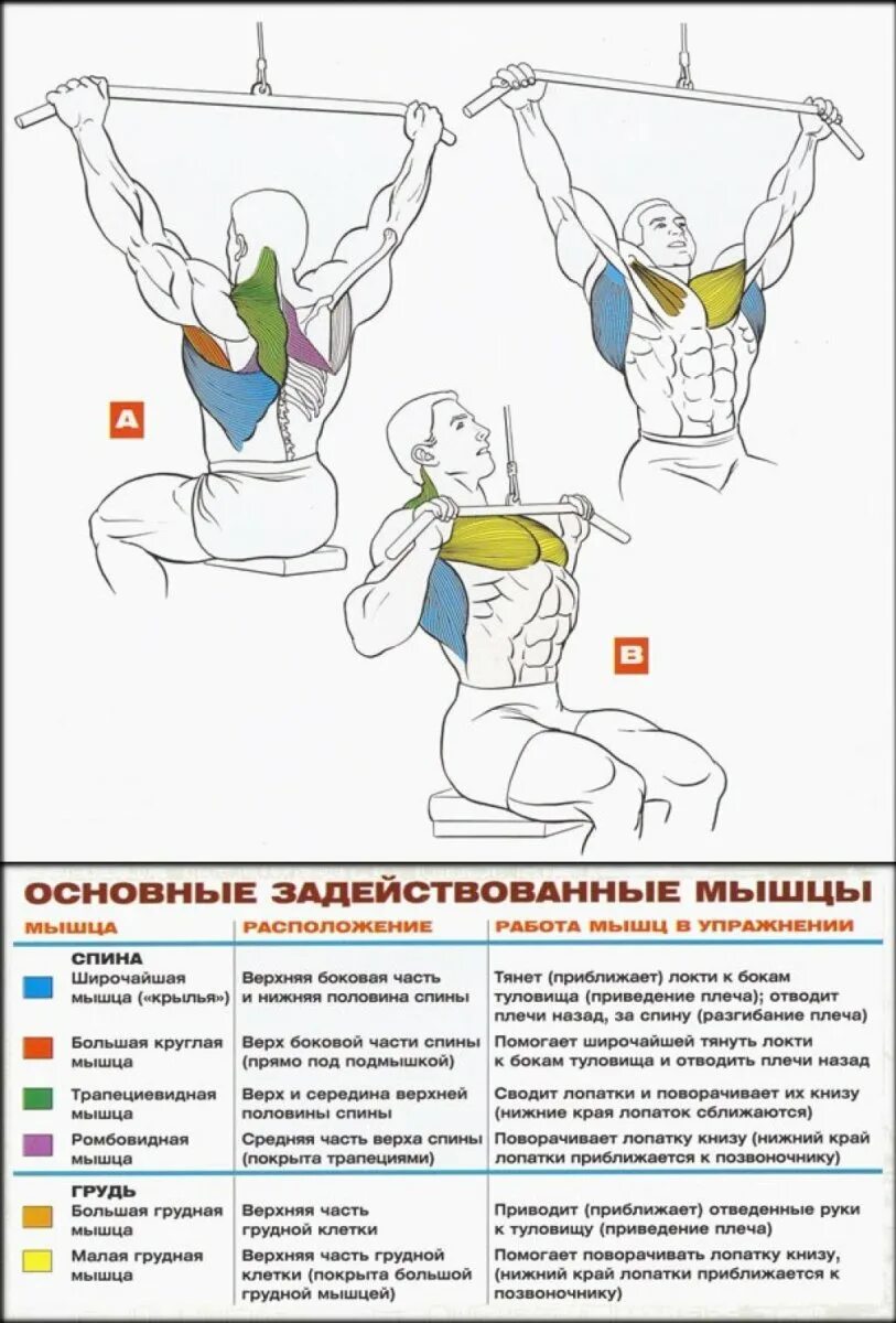 Тяга верхнего блока к груди широким хватом. Тяга вертикального блока широким хватом к груди. Тяга вертикального блока хваты. Вертикальная тяга верхнего блока широким хватом. Подтягиваниями блок