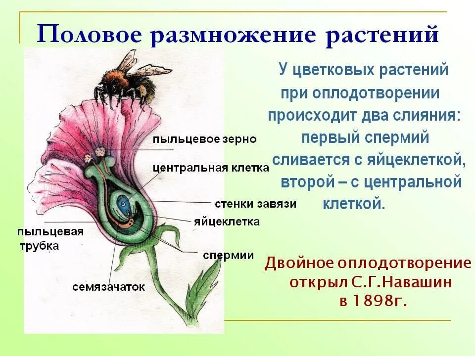 Образование цветка появление вегетативных. Схема полового размножения покрытосеменных растений. Половое размножение покрытосеменных цветковых растений 6 класс. Как происходит половое размножение у растений. Половой способ размножения растений.