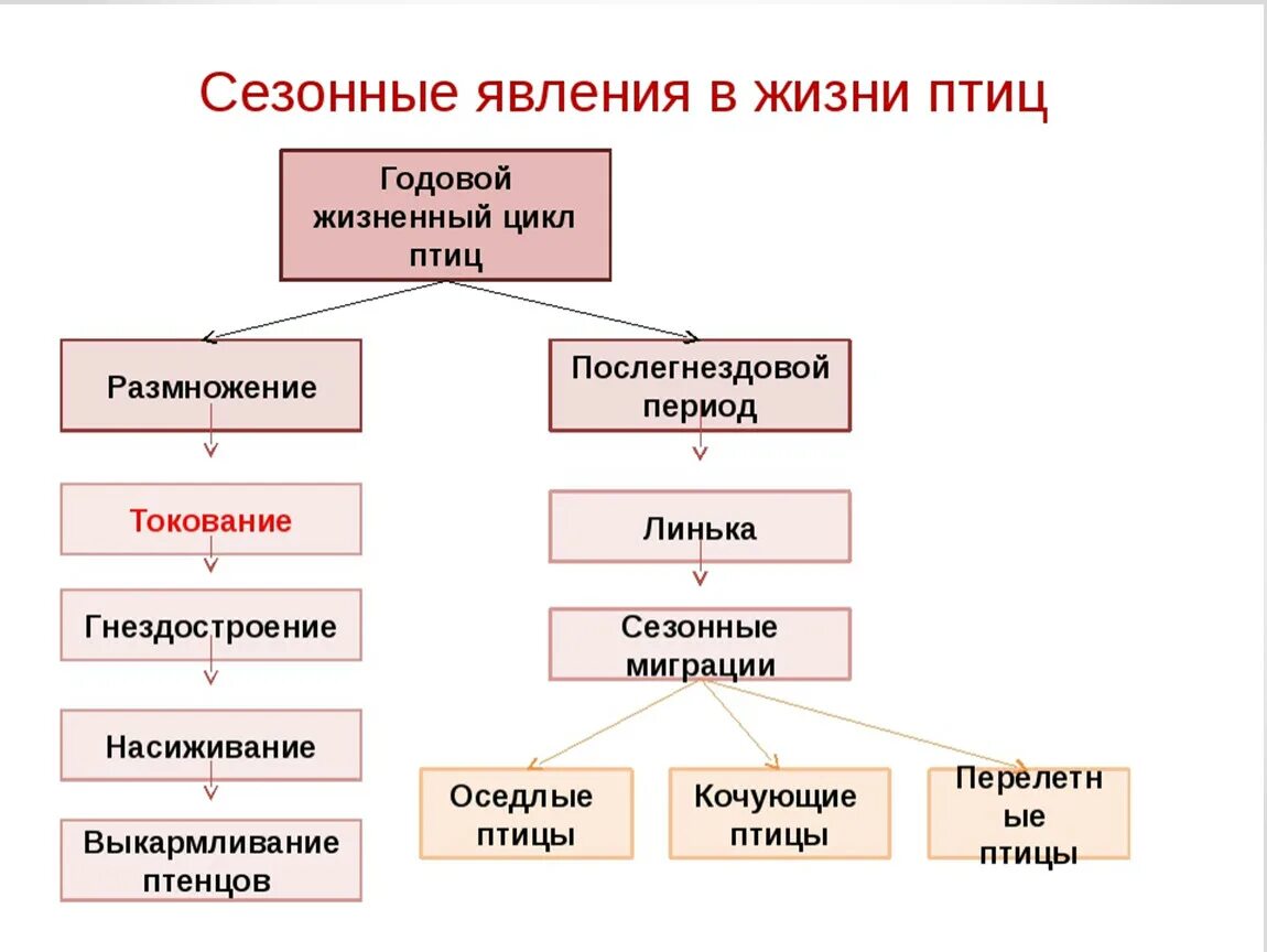 Годовой жизненный цикл птиц 7 класс. Годовой жизненный цикл птиц 7 класс биология. Годовой жизненный цикл птиц схема. Годовой жизненный цикл птиц таблица 7 класс.