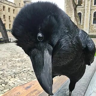 Картинки смешных ворон