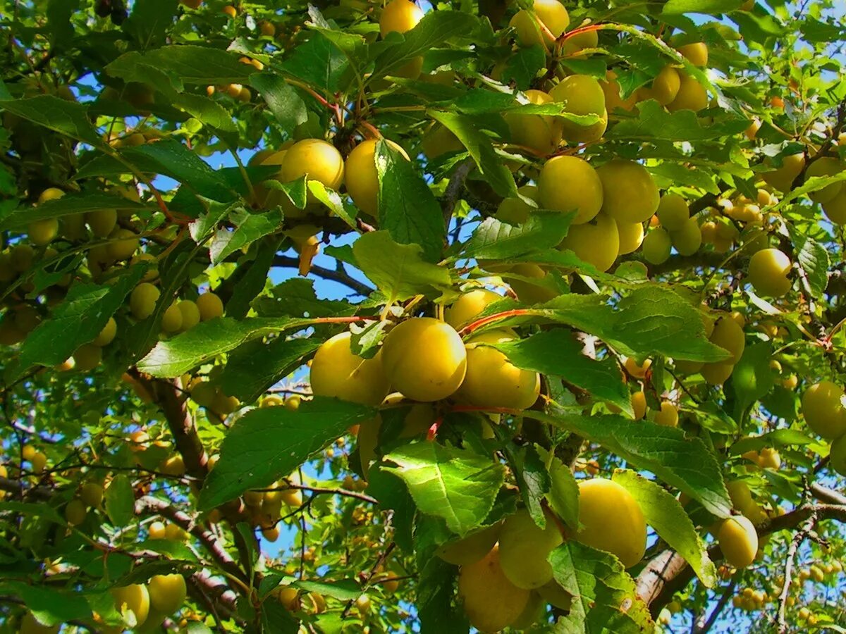 Сколько стоят плодовые деревья. Жёлтая слива - «Золотая миля». Алыча желтая Уральская. Слива вишненосная, алыча.