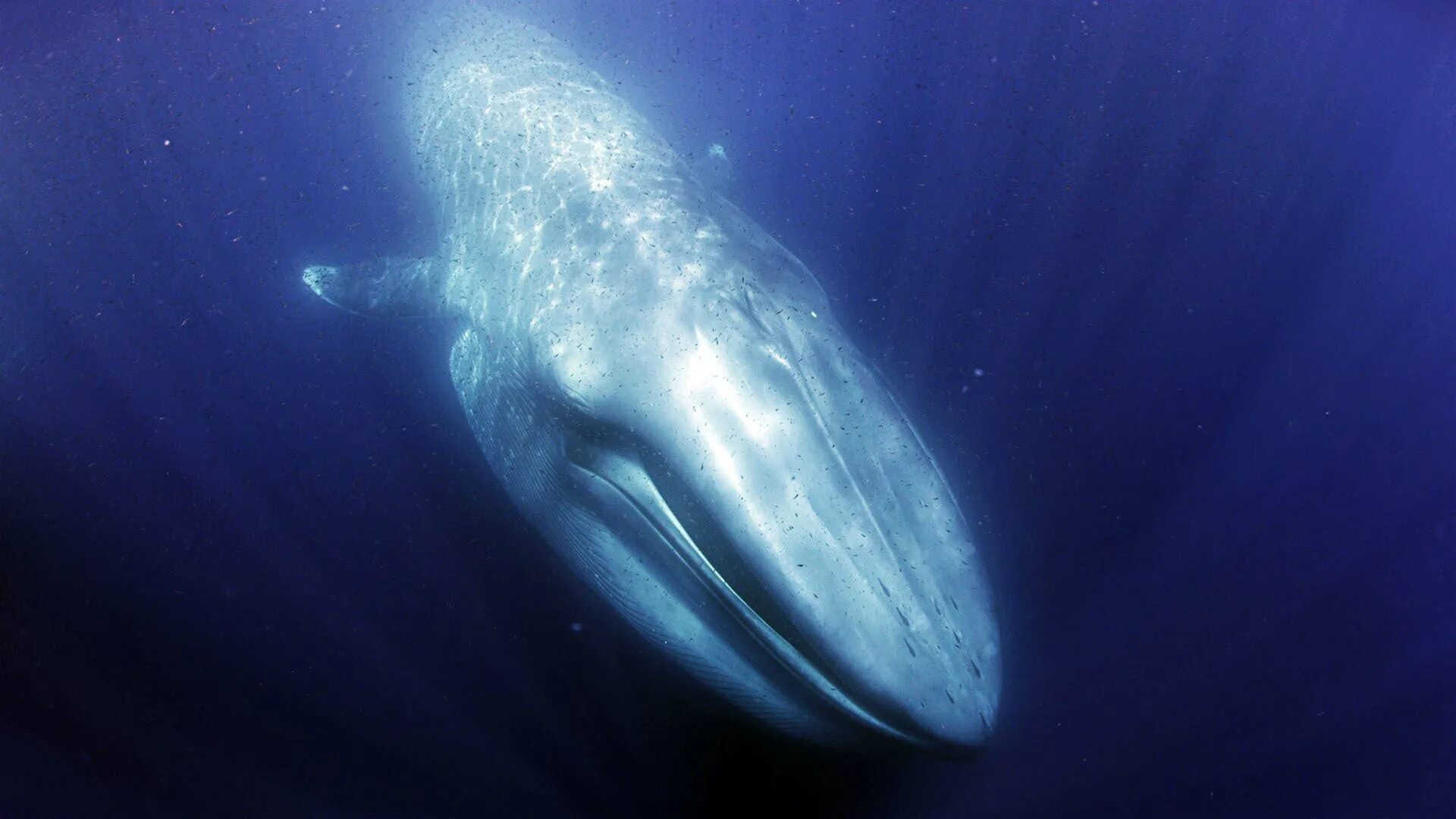 Три кита. Three whales. Голубой кит. Самка горбатого кита. 4 кита алгебры.