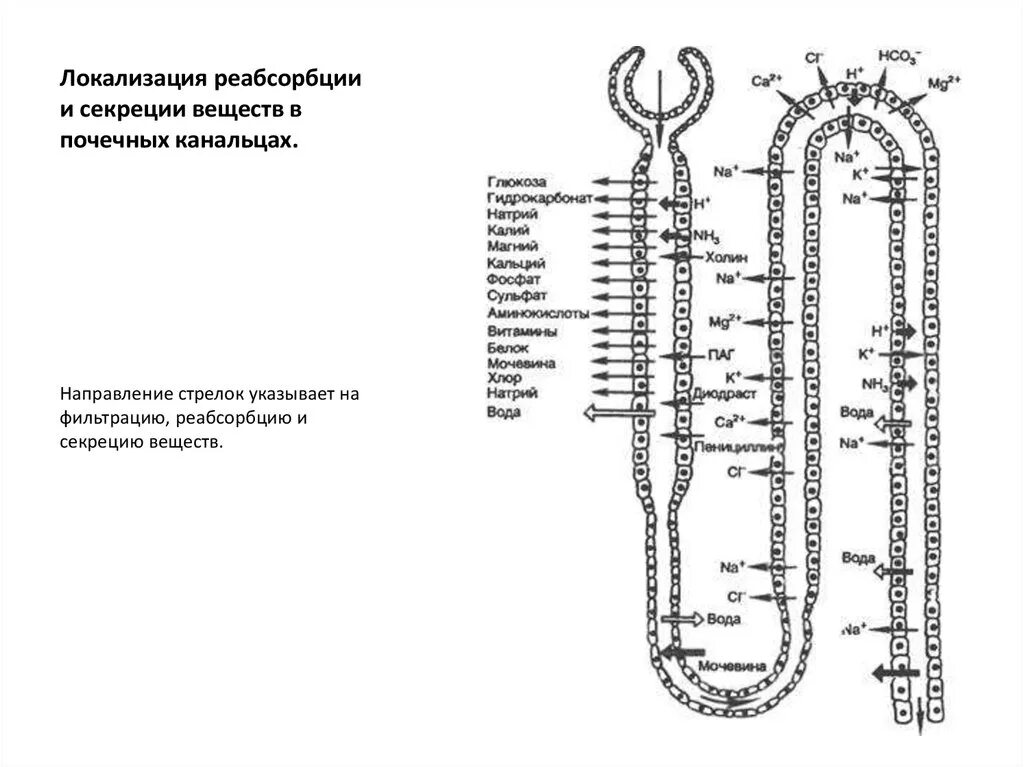 Фильтрация реабсорбция секреция в почках. Реабсорбция и секреция в нефроне. нефрон фильтрация и реабсорбция. процесс секреции в почечных канальцах.