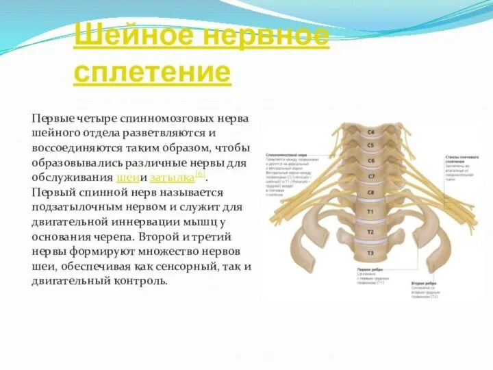 Сплетение нервов это. Шейное сплетение спинномозговых нервов. спинномозговые нервы шейное сплетение. нервы шейного отдела. спинномозговые нервы шейного отдела.