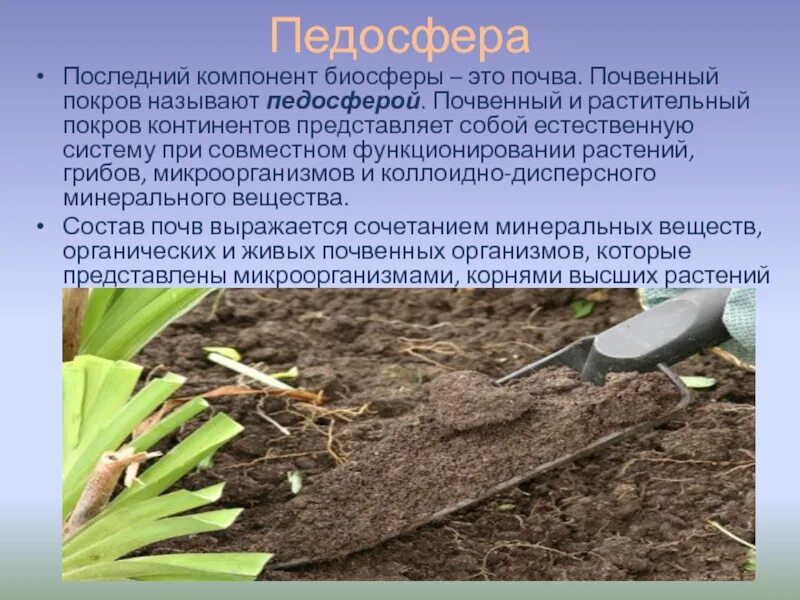 Почва как биокосное тело одновременно состоит из. Почвенные горизонты серых лесных почв. Почву представляющую собой результат совместной. Почву представляющую собой результат совместной. Биосфера: состав, структура, функции.