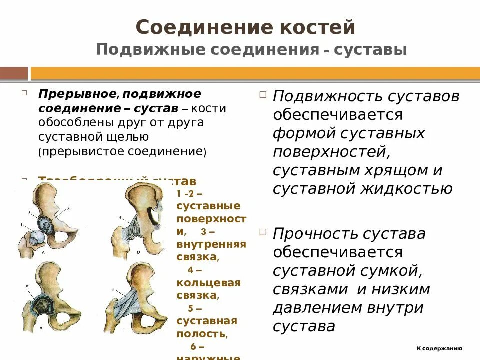 Подвижные и неподвижные кости человека таблица. Подвижные соединения суставы. Подвижное соединение костей. Подвижные соединения костей.