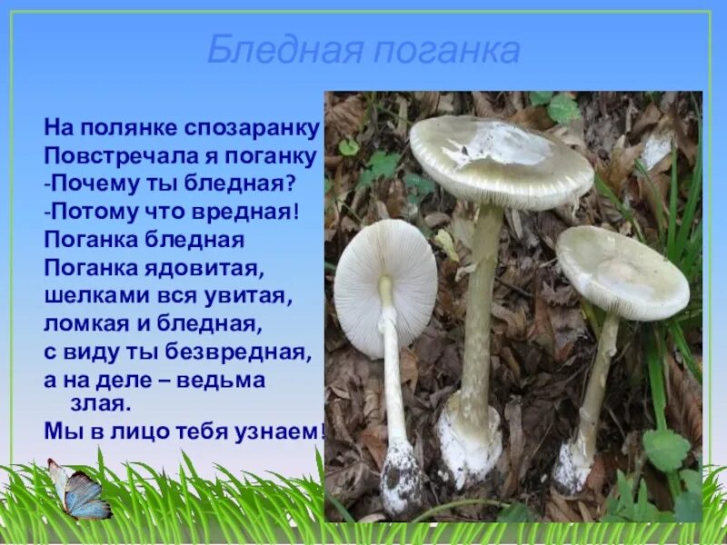 Бледная поганка характеристика. Бледная поганка гриб. Бледная поганка характеристика. Факты про гриб бледная поганка. Бледная поганка гриб краткое описание.
