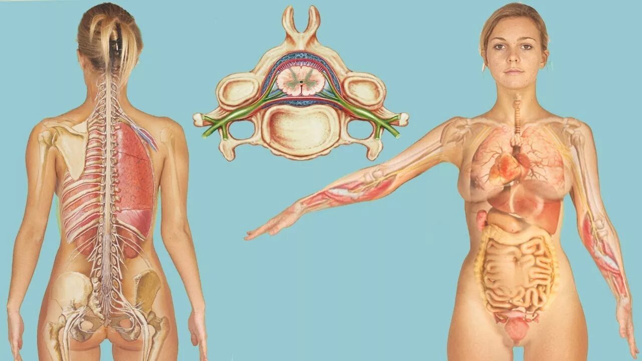 Анатомия женского тела. Организм женщины. Человеческое тело женское. Органы со спины.