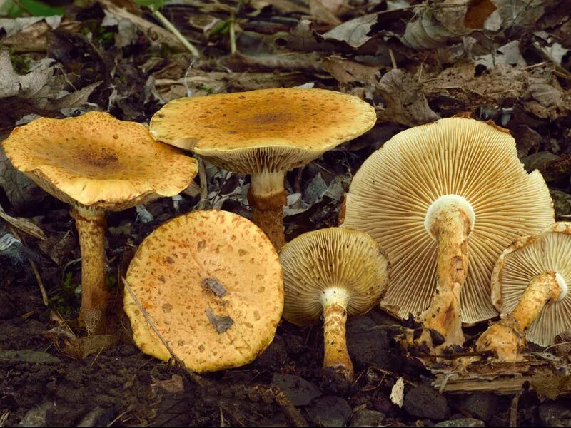 Чешуйчатка светящаяся (Pholiota Lucifera. Гриб чешуйчатка клейкая. Несъедобные пластинчатые грибы. Желтые пластинчатые грибы.