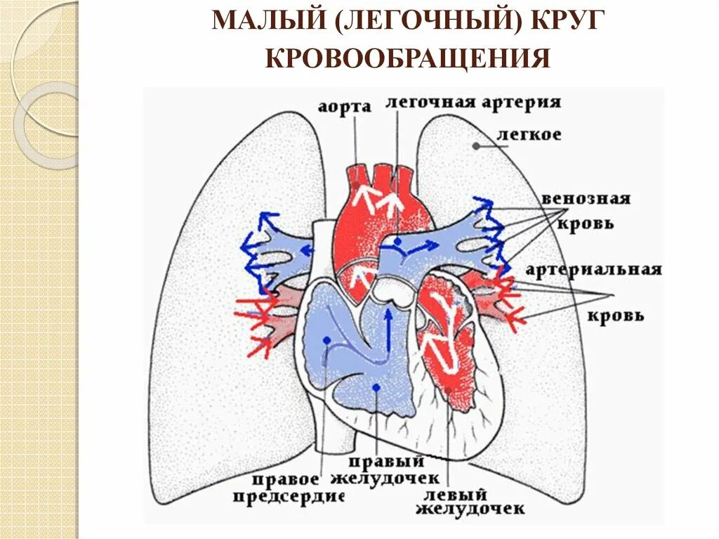 Схема малого круга кровообращения. Строение сердца с клапанами схема. Желудочек легких. Легочное сердце на рентгенограмме. Внешнее и внутреннее строение сердца человека.