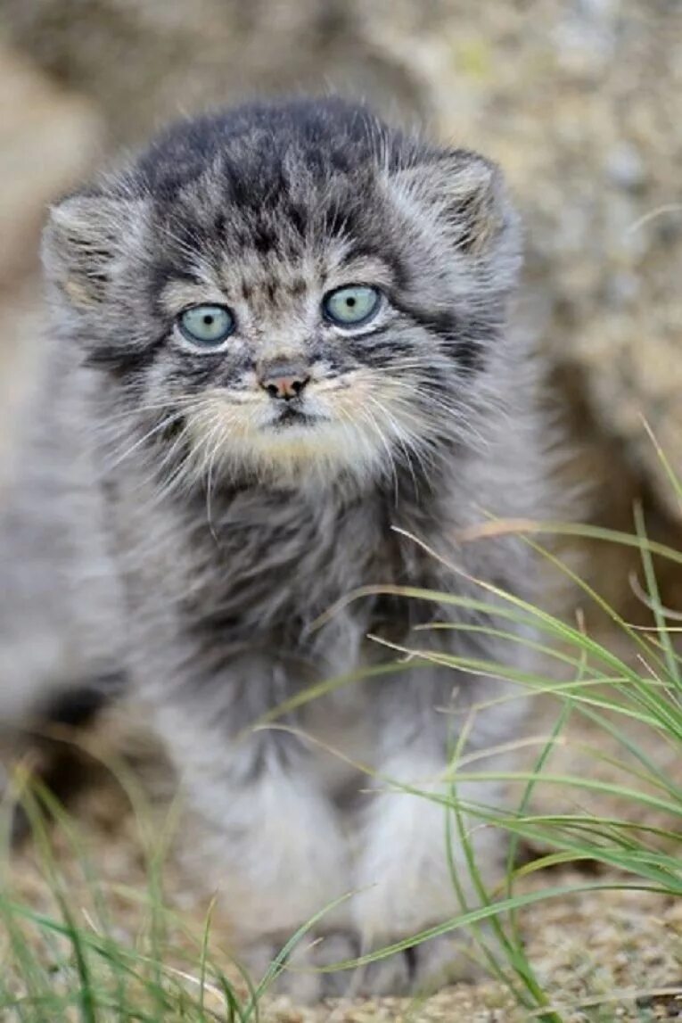 Куплю дикая цена. Кот Манул. Сибирский Манул. Дикий кот Манул котята. Кот Манул фото.