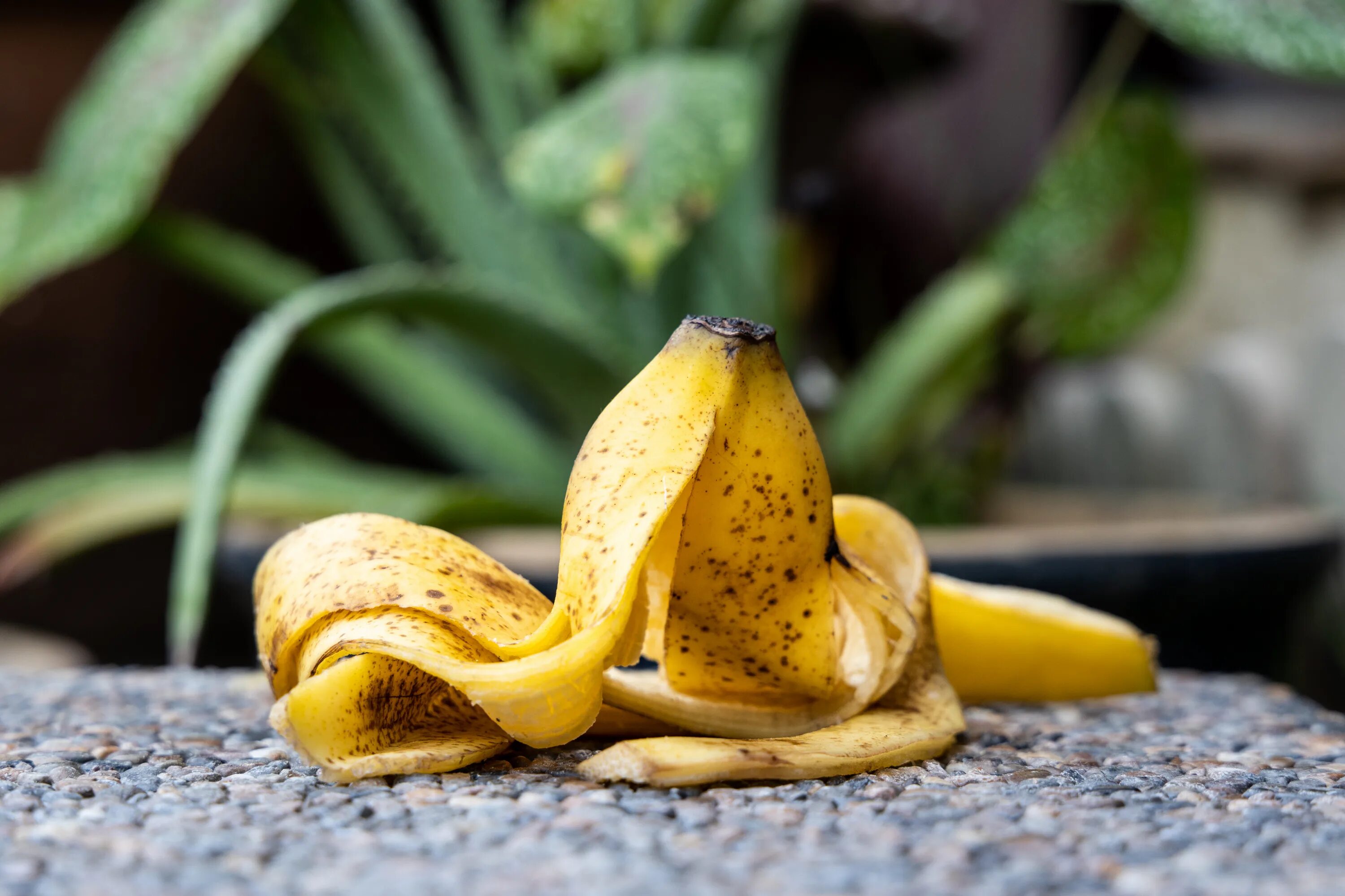 Подкормка рассады банановой кожурой рецепт. Кожура банана. Цветок банана. Кожура банана фото.