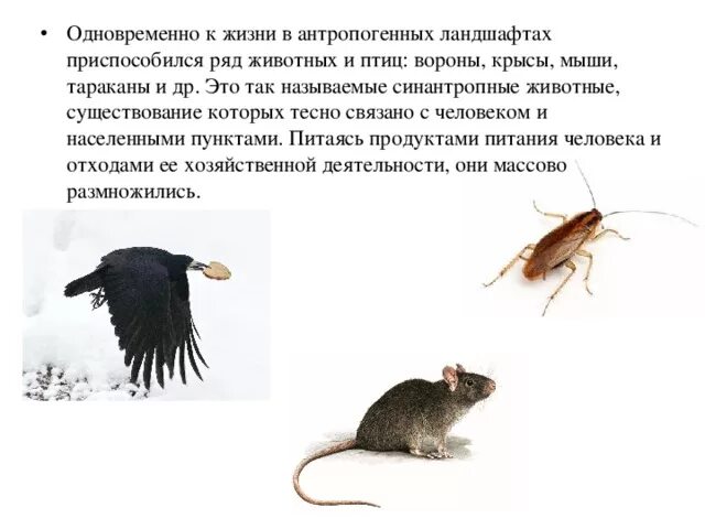 Мыши мухи. Синантропные животные. Синантропный организм. Синантропные виды. Синантропные виды животных примеры.