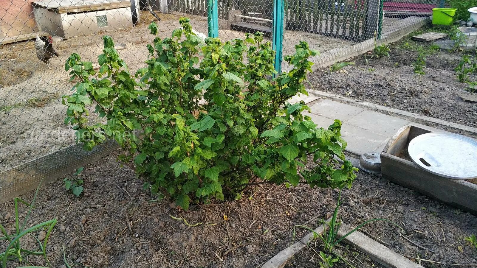 Подкормка кусты смородины кусты смородины. Урожай смородины. сбор урожая крыжовника. подкормка смородины. подкормка смородины после сбора урожая.
