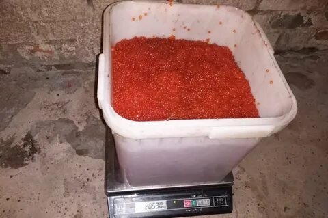 Сколько икры можно вывезти за границу