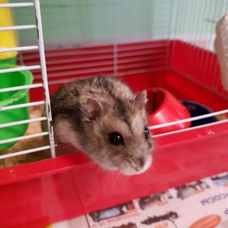 4 лапы хомяки