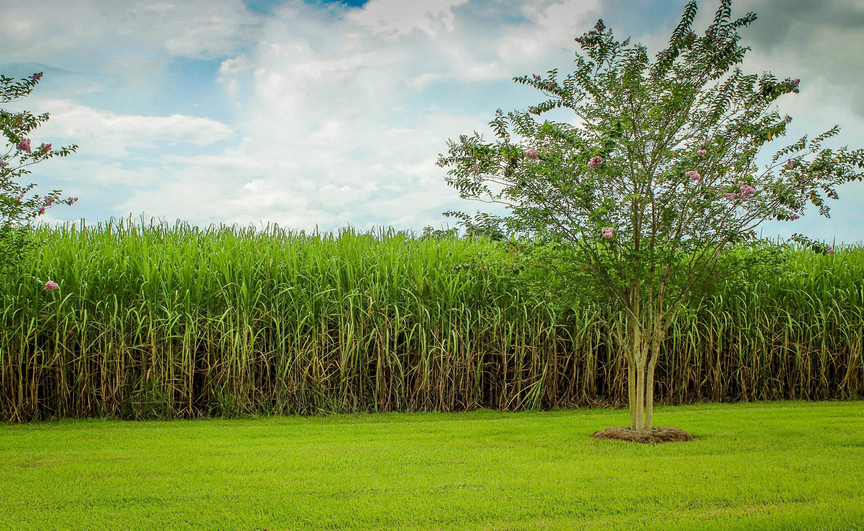 Сахарный тростник в россии. Сахарный тростник в Луизиане. Растение Индии сахарный тростник. Сахарный тростник культивируемый. Сахарный тростник в Бразилии.