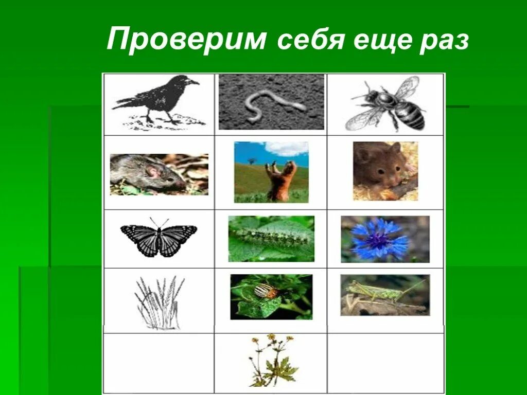 Естественные сообщества окружающий мир 3 класс. Природное сообщество поле. Природное сообщество поле картинки. Природное сообщество поле 3 класс. Сообщество поле 3 класс окружающий мир.