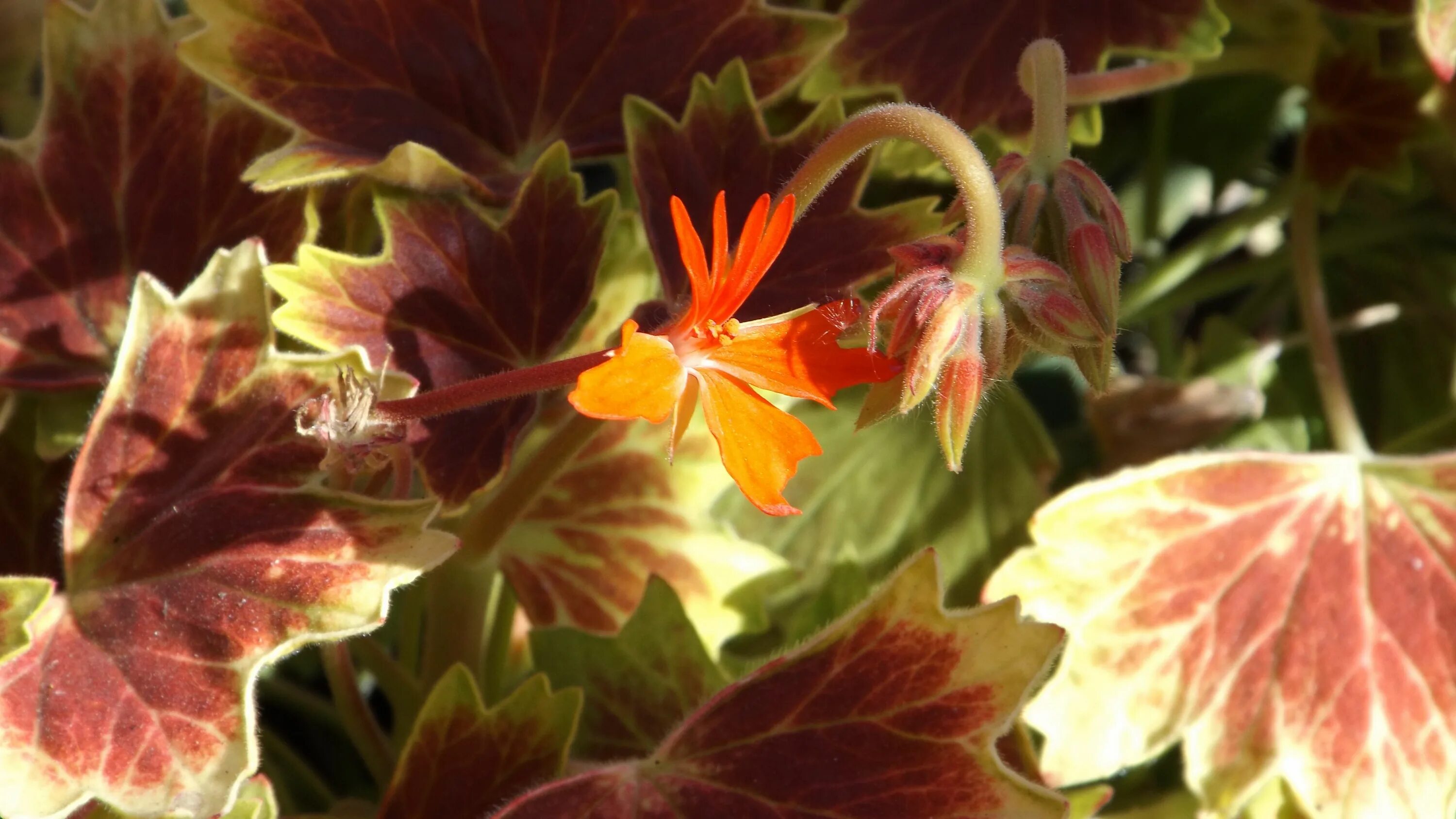 Пеларгония ванкувер. Пеларгония vancouver centennial. пеларгония pelargonium vancouver centennial. пеларгония стеллар vancouver centennial. пеларгония ванкувер фото.