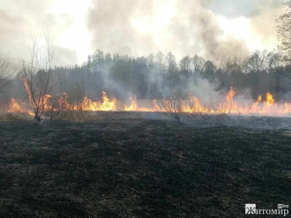 Горит сухая трава. Горение травы. Сгоревшая трава. Пожар Поляна.