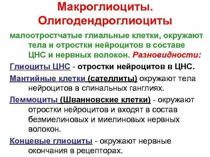 Глиоциты образующие оболочки нервных волокон цнс. Классификация глиоцитов. макроглиоциты. источники развития нейроцитов и глиоцитов.