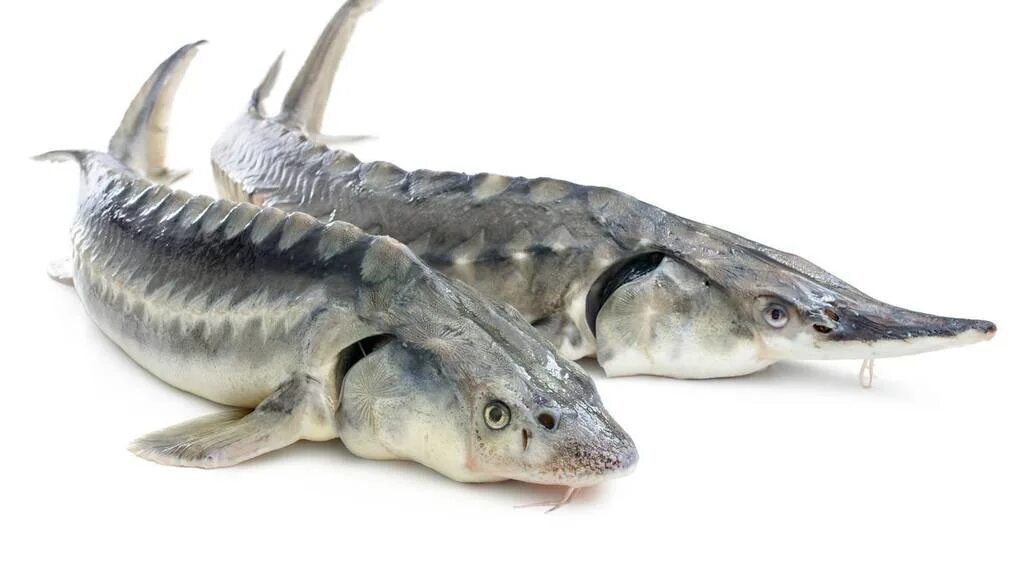 Авито осетр. Севрюга и осетр. севрюга (acipenser stellatus). каспийский осетр.