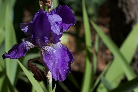 Free Download Original flower, plant, iris, flora, iris versicolor, botany,...