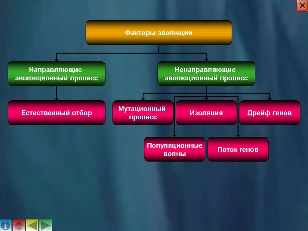 Многообразие элементарных эволюционных факторов. Направляющие факторы эволюции. Ненаправляющие факторы эволюции. Элементарные факторы не направляющие эволюционный процесс. Фактор направляющий эволюционный процесс.