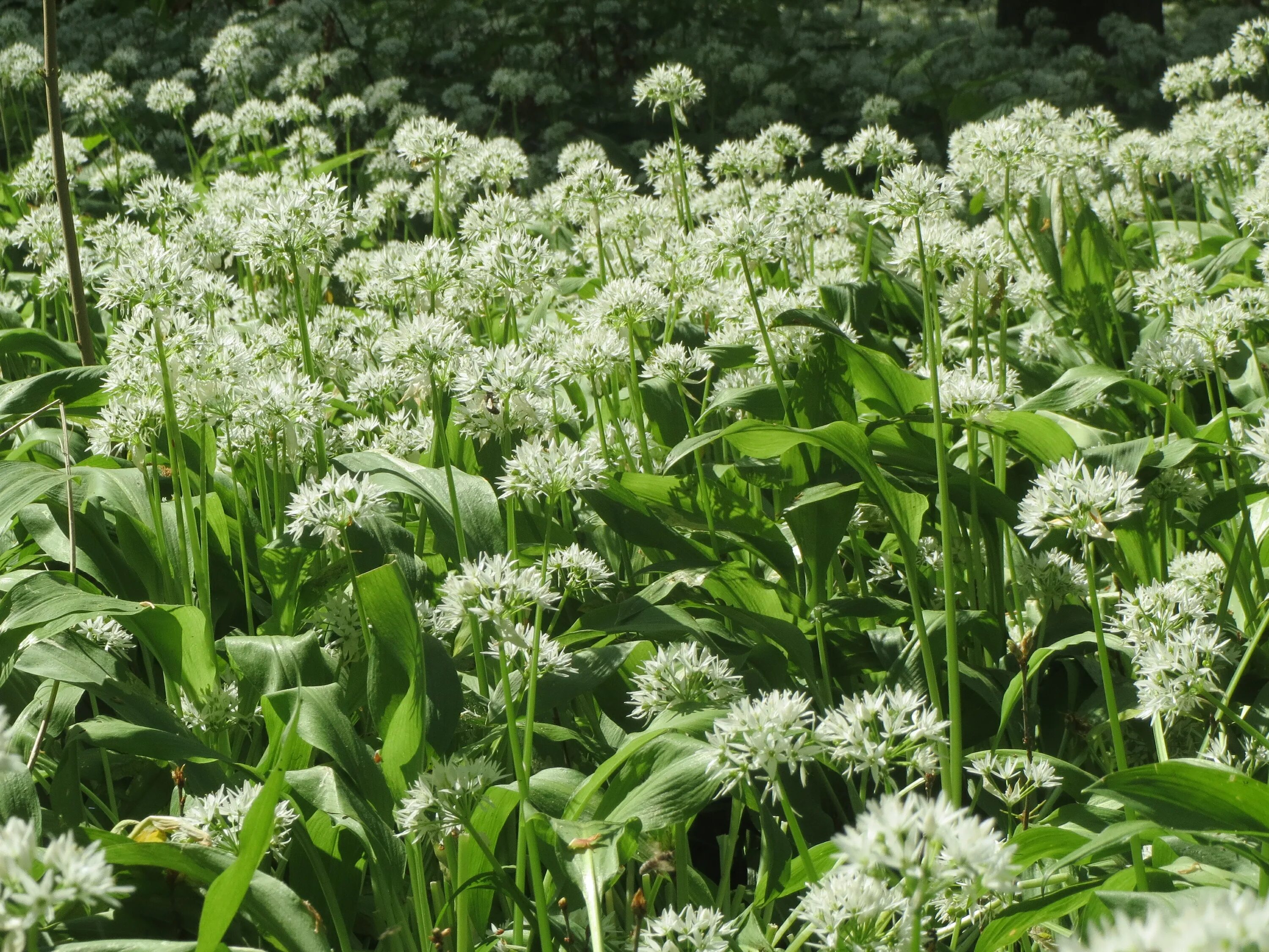 Чем полезна черемша. Черемша. allium ursinum черемша. черемша (медвежий лук). черемша сибирская.