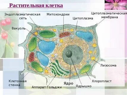 Биология 5 класс нарисовать клетку и подписать