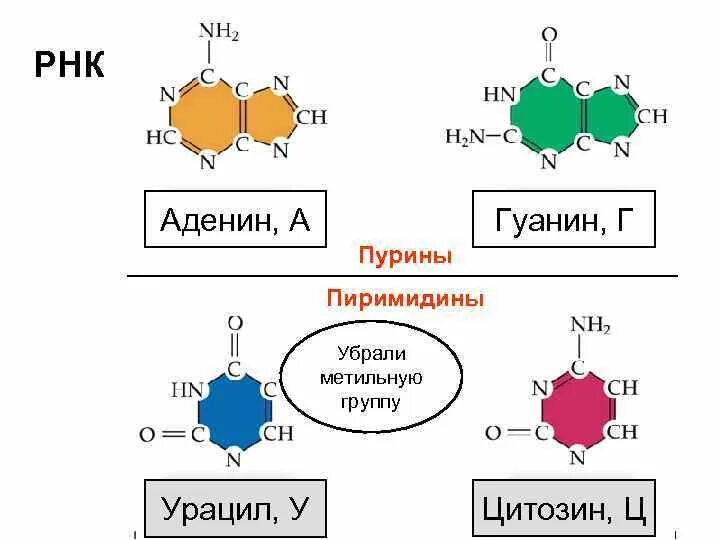 Аденин гуанин. РНК аденин урацил гуанин цитозин. Пурин аденин гуанин. РНК аденин.