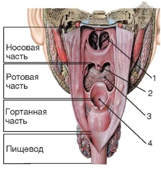 Карманы глотки. Строение глотки и гортани анатомия. Носоглотка глоточный карман анатомия. Анатомия ротовой полости глотки. Полость глотка человека анатомия.