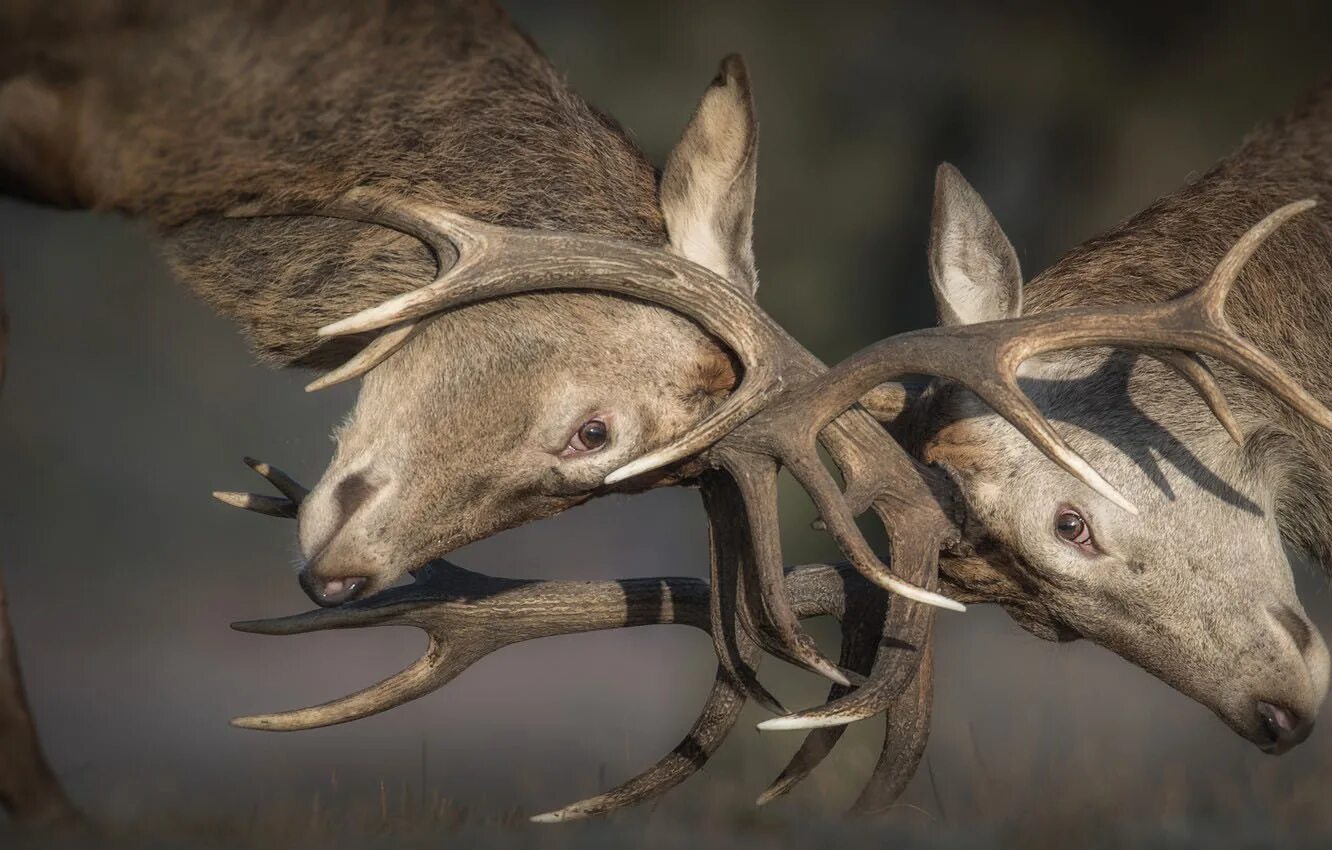 рога оленя. рога у самцов. рога у самцов. рога у самцов. рога оленя.