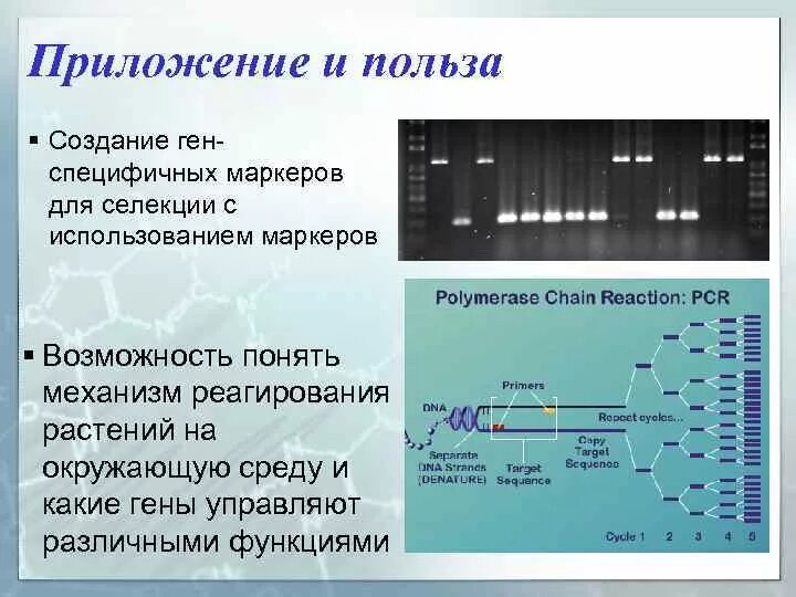 Геном риса посевного. Расшифровка генома риса. Гель-электрофорез определенного Гена рис. С пояснением. Ген риса nh1. Изменение количества генов