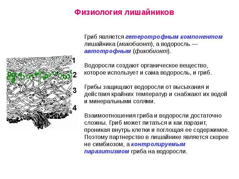 Водоросль и гриб лишайник взаимоотношение. Строение лишайника микобионт. Строение лишайников таблица. Лишайники строение характеристики. Внешнее и внутреннее строение лишайника.