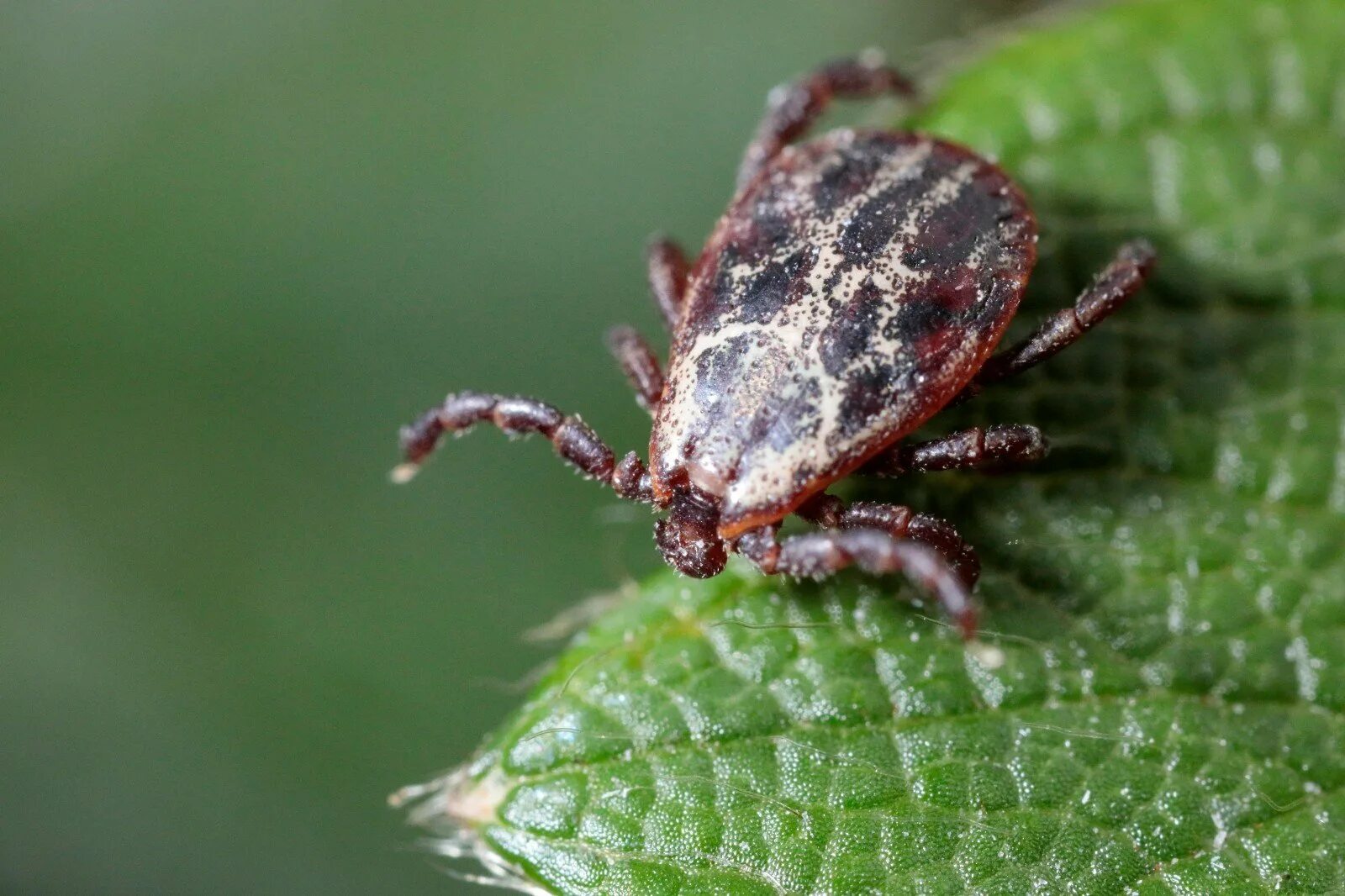 Dermacentor reticulatus Луговой клещ. Луговой (пастбищный) клещ Dermacentor pictus. Dermacentor (пастбищный клещ). Коричневый клещ / Dermacentor reticulatus. Что такое клещ