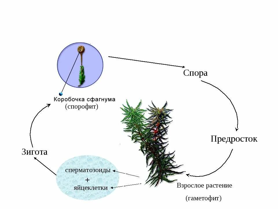 Взрослое растение мхов. Жизненный цикл мха сфагнума схема. Размножение мха сфагнума схема. Цикл размножения мха сфагнума. Цикл развития мха сфагнума схема.
