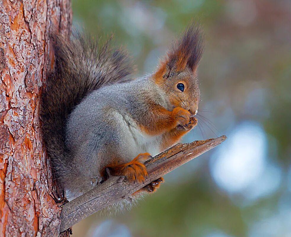 звери в лесу. природа и животные. белка с шишкой. белка на сосне. коричневая белка.