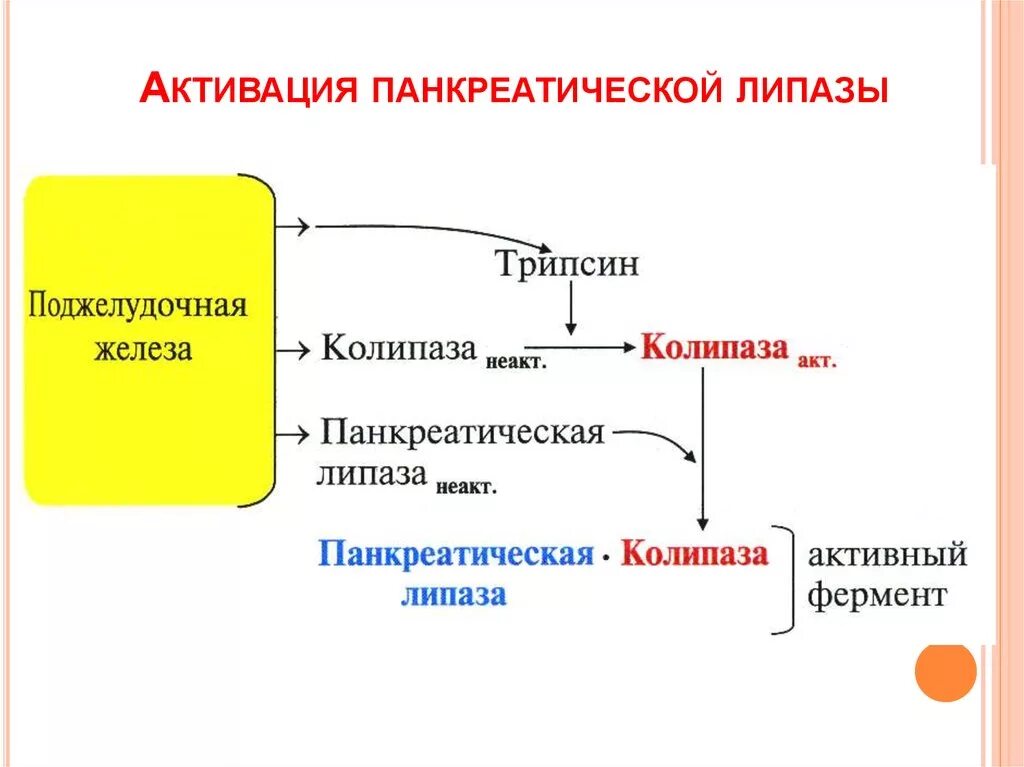 Что расщепляет липаза. Активатор панкреатической липазы. Схема активации панкреатической липазы. Липаза схема. Механизм активации таг липазы.