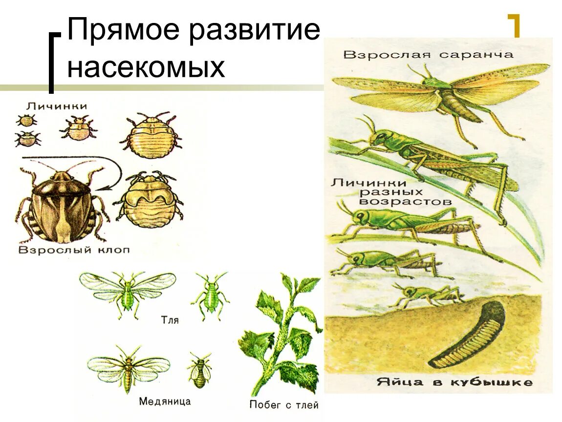 Этапы прямого развития насекомых. Насекомые с прямым развитием и непрямым развитием. Типы развития насекомых прямое и Непрямое. Прямое развитие насекомых примеры.