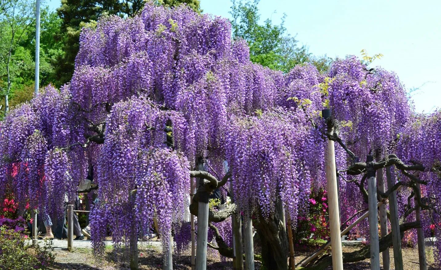 Цветущие деревья фото с названиями. Глициния Wisteria. Глициния китайская Блю сапфир. Глициния Вистерия Синенсис.