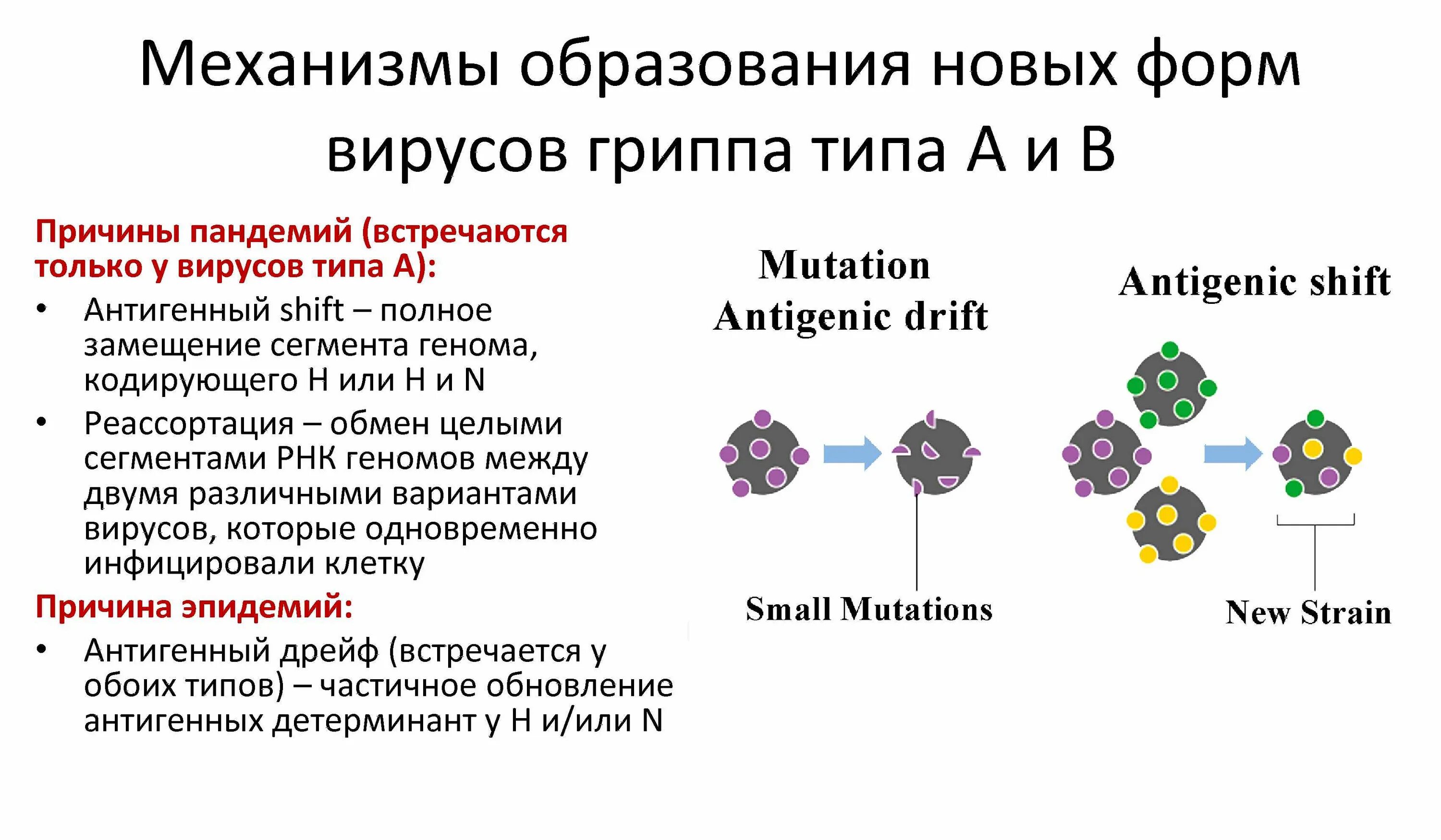 Действие вируса гриппа. К механизму появления новых пандемических вирусов гриппа относят. Механизмы антигенной изменчивости вируса гриппа а:. Антигенный шифт вируса гриппа. Вирус гриппа типа «b»..