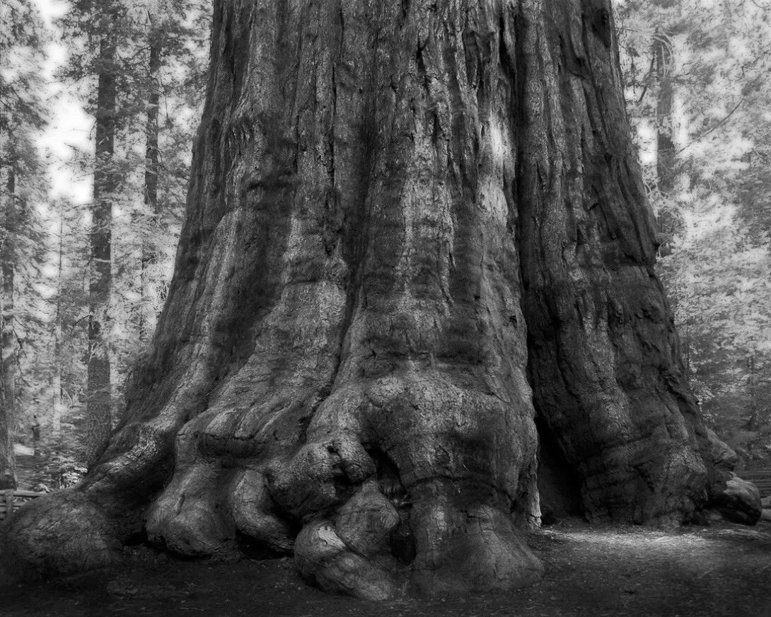 Ancient trees
