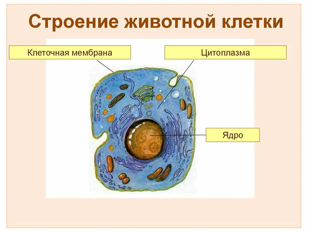 Клетка живого схема. Схема строения животной клетки. Строение живой клетки. Схема строения животной клетки 9 класс биология. Строение животной клетки рисунок.