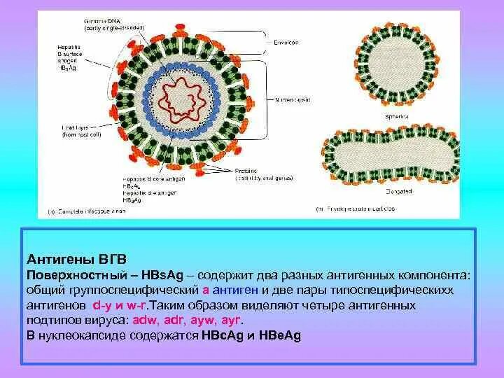 Антиген hepatitis. Антигены ВГВ. Антиген нуклеокапсида вируса гепатита в. Группоспецифический антиген вируса. ВГВ возбудитель к каким вирусам.