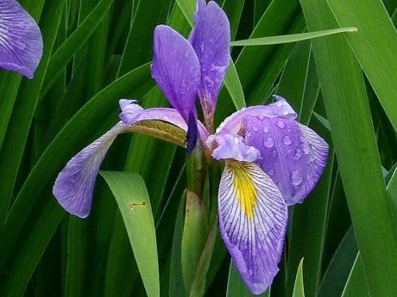 ирис версиколор. Iris versicolor. буарон ирис версиколор с9. ирис версиколор. ирис пестрый "dark aura" (iris versicolor).